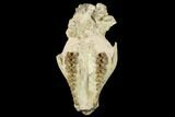 Fossil Oreodont (Merycoidodon) Skull - Wyoming #174372-3